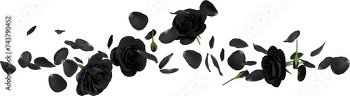 falling black rose petals