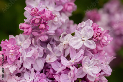 Beautiful spring lilac flowers close up. Botanical garden with purple floral branch
