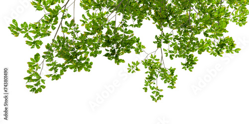 Isolated green leaves on white
