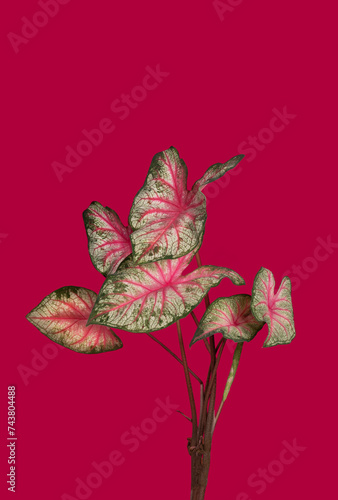 planta de interior hojas rosas fondo rosa