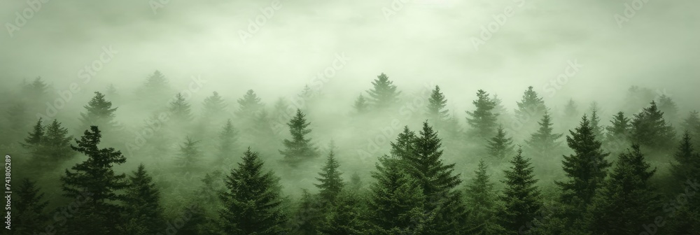 dense forest shrouded in a thick layer of mist, with trees standing tall and branches disappearing into the fog