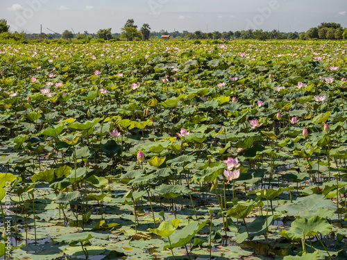 The large agricultural field of sacred lotus flowers in the pond.