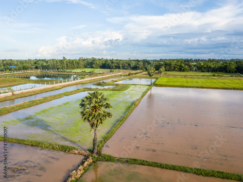 The rice or paddy production farm with coconut trees from a high angle perspective.