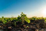 Soy sprouts grow in the field. Small soybean plants close-up. Agricultural field at sunset