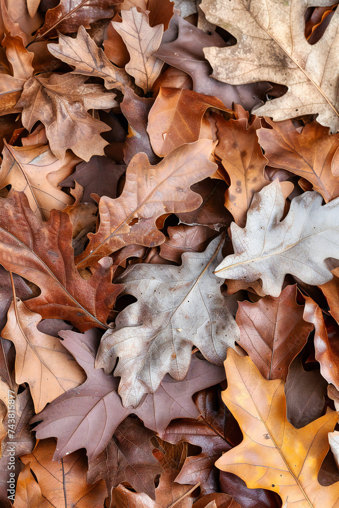 Autumn Splendor in the Forest, A Carpet of Yellow, Orange, and Red Leaves, Natures Seasonal Mosaic, Bright and Colorful Foliage on the Ground, Octobers Vibrant Beauty, No People