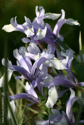 Gentle blue juno flowers on green stalks with green leaves. photo