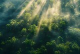Aerial View of Sunlight Rays Shining Through Misty Forest