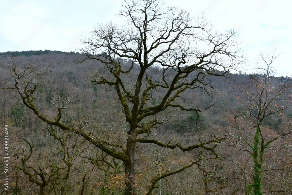 Oak (Quercus) tree with long branches