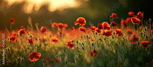 Open field with poppies.