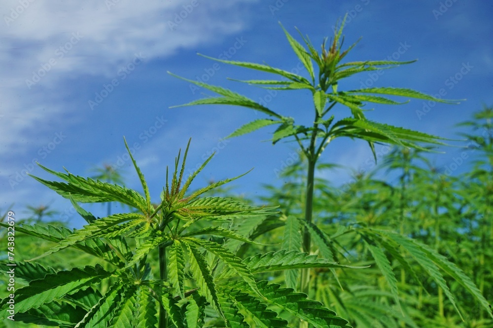 Hanfpflanzen oder Cannabispflanzen