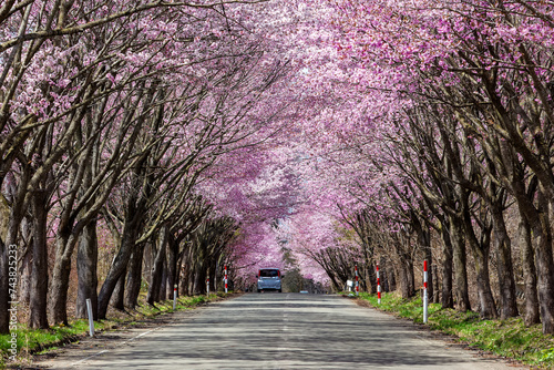Rural traffic passing under a beautiful Cherry Blossom tunnel on a road in Aomori Prefecture, Japan