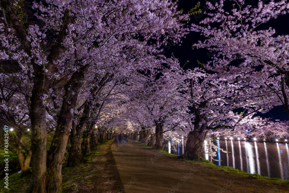 Long exposure blurred motion of tourists under an illuminated Cherry Blossom tunnel at night