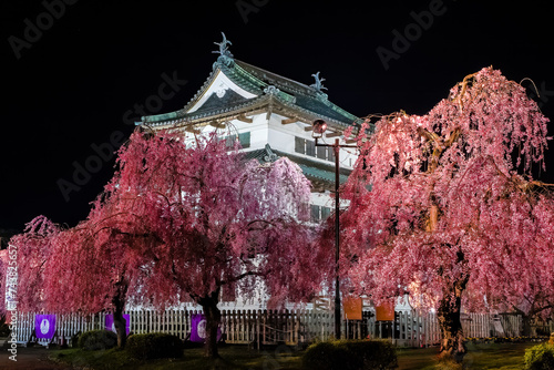 Japanese castle surrounded by pink Cherry Blossom (Sakura) illuminated at night (Hirosaki, Aomori) photo