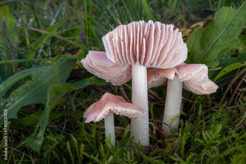 Three pink waxcaps in the grass (Porpolomopsis calyptriformis)