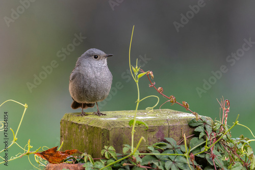 Plumbeous water redstart, bird perched on a wood, bird sitting on a rock, bird in the forest of Taiwan
 photo