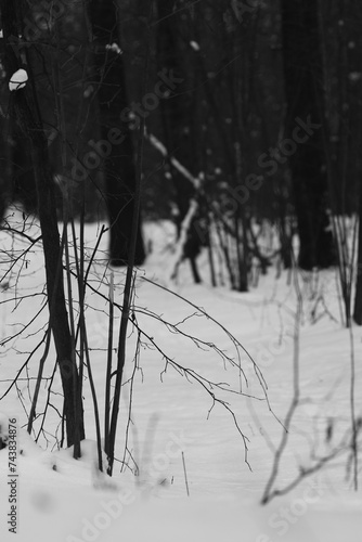 snow covered trees