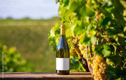 Bouteille de vin blanc et son étiquette blanche au milieu des vignes et des grappes de raisin blanc.