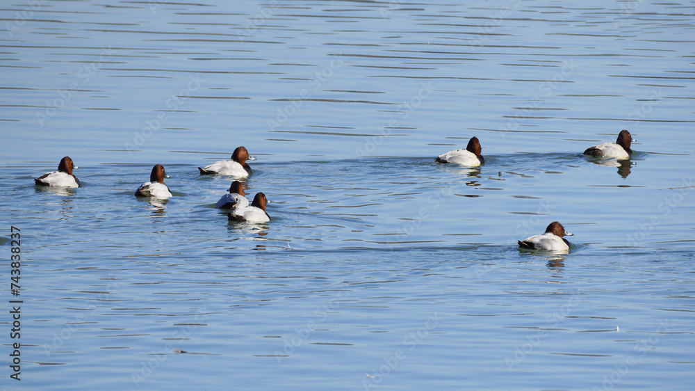 males of common pochard in water