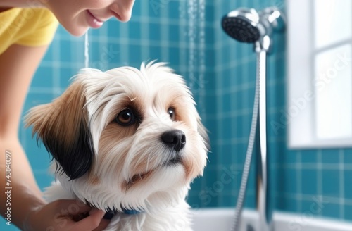 Animal grooming,dog in the shower,preparing the dog for washing, dog incredulously waiting for washing, veterinary clinic photo