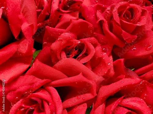 Red rose with water drops