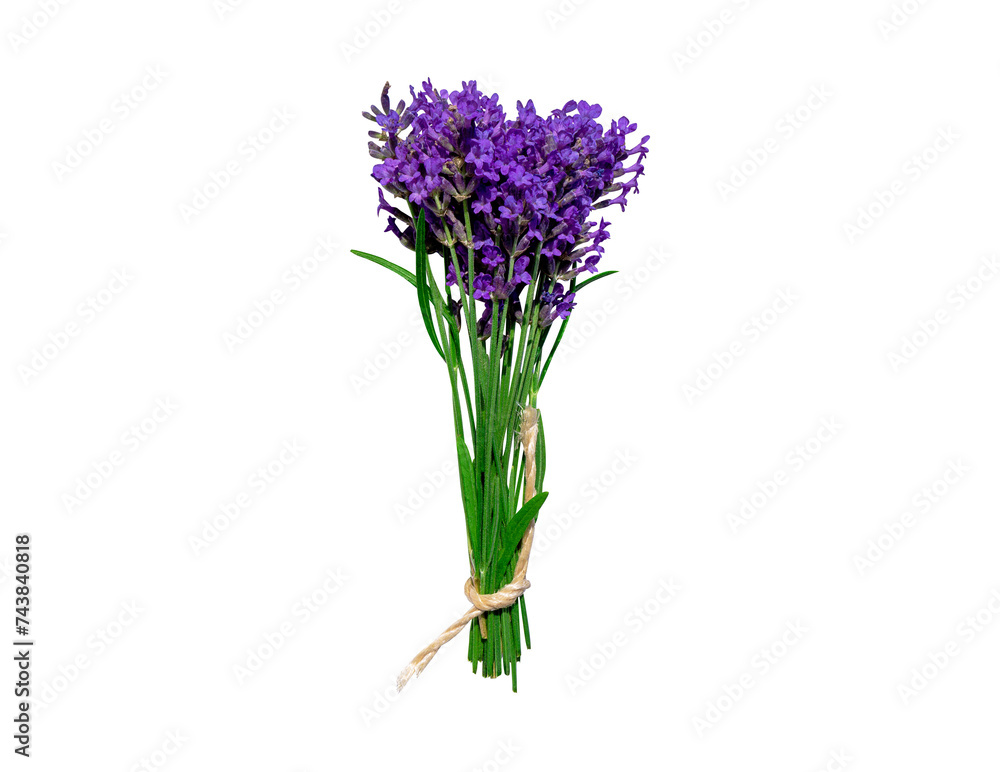 Fototapeta premium Lavender bouquet tied with rope isolated on a neutral transparent background. Without shadow. Spring concept, congratulations on birthday, mom, anniversary, Valentine's Day, March 8th.