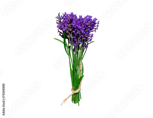 Lavender bouquet tied with rope isolated on a neutral transparent background. Without shadow. Spring concept, congratulations on birthday, mom, anniversary, Valentine's Day, March 8th.