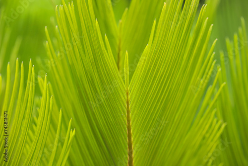 Leaves of the cica palm, also known as Sagu-de-jardim, Cycas Revoluta, Santa Rita palm, or branch palm used in gardens. Details of the pinna photo