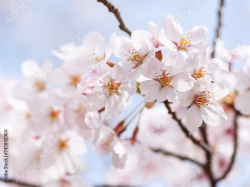 さくらの開花