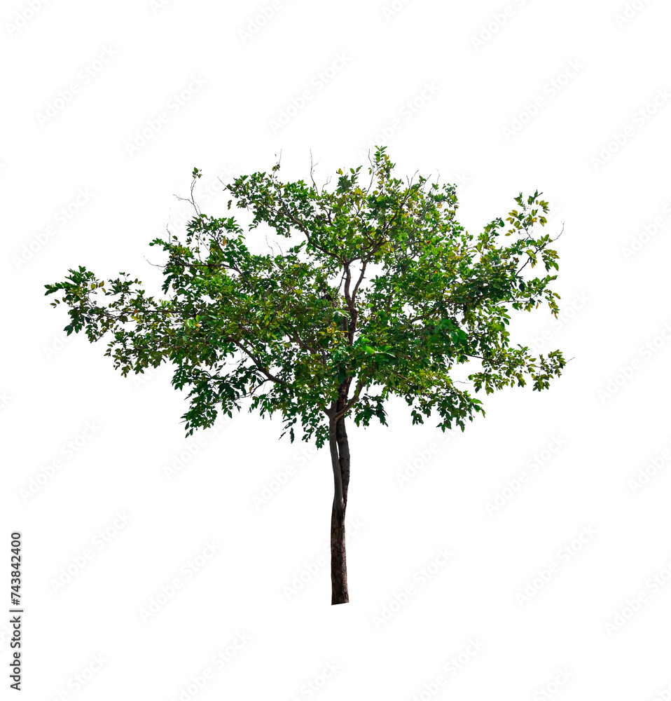 single tree isolated on white background with clipping path single tree isolated on white background with clipping path