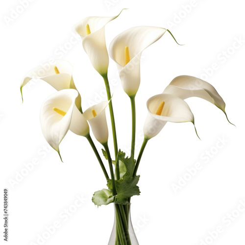 Flower - spring.White . Calla Lily: Beauty and elegance