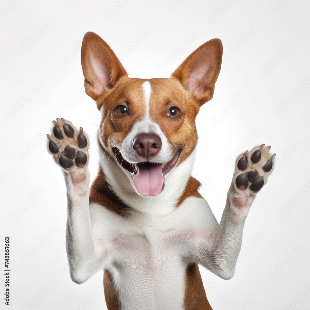 Adorable brown and white Basenji dog smiling and high-fiving while sitting isolated on white background created with Generative AI Technology