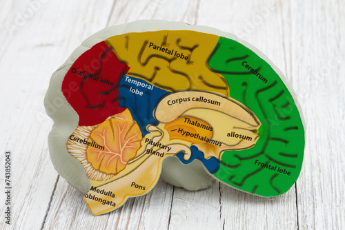 Model brain with anatomy photo