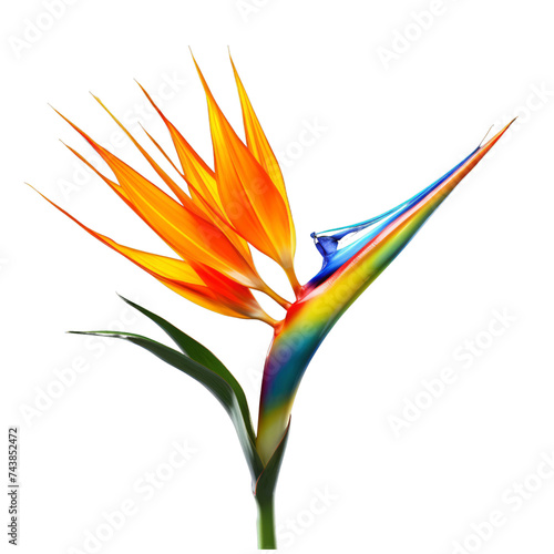 Flower - spring.Orange. Bird of Paradise: Magnificence