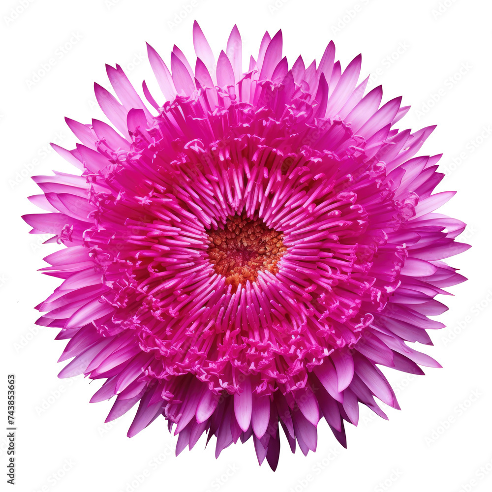 Obraz premium Modern floral art - Pink Asters and Chrysanthemums. Flower composition made in the form of a ball for wedding decoration, Valentine's Day, Mother's Day, sales and other events