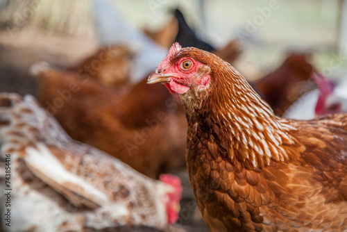 Sunlit Isa Brown laying hen close up photo