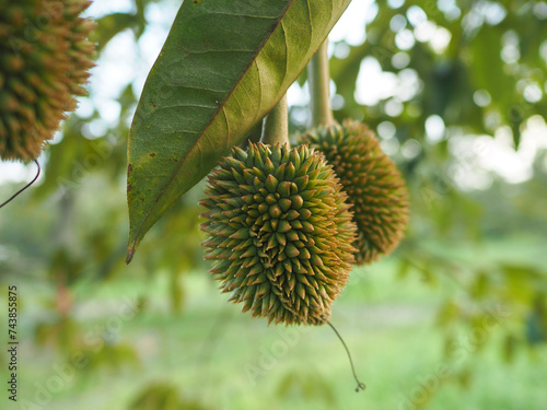 Durian fruit : Close up a small durians.