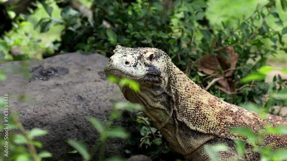 Komodo dragon is on the ground. Interesting perspective. Indonesia. Komodo dragon is on the ground. Interesting perspective. Indonesia.