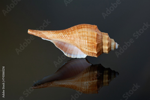seashell with reflection 