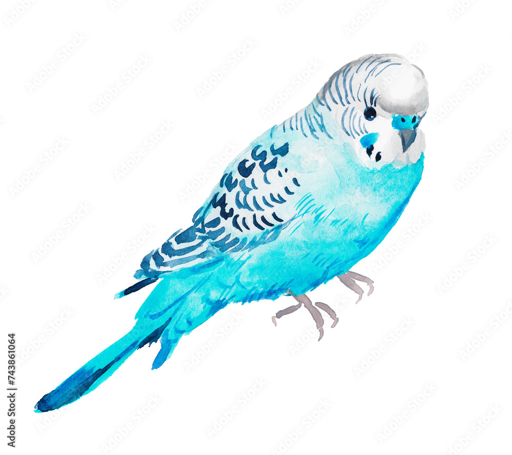 Watercolor hand painted illustration of blue parrot, budgie , blue parrot ,budgerigar , bird, watercolor illustration , birds , turquoise	
