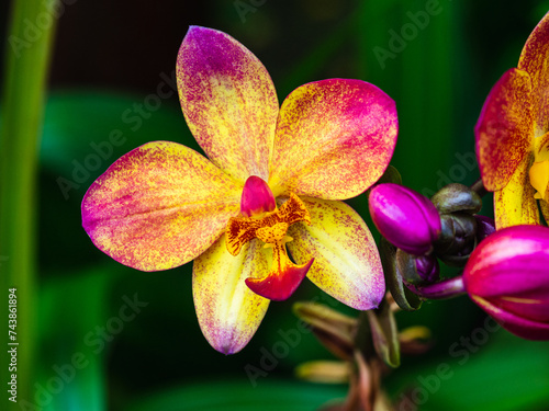 pink and yellow orchid flower in the wild