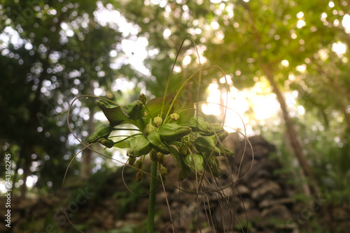 Tacca leontopetaloides is a bulbous plant belonging to the Dioscoreaceae family. Wild plants in the forest photo