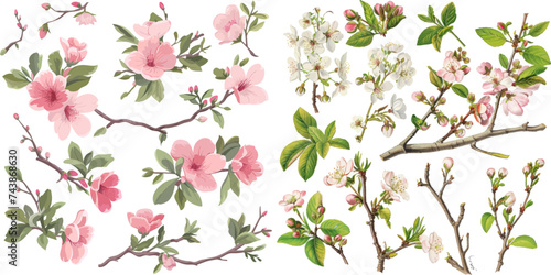 Collection of beautiful watercolor spring blossom branches, perfect for seasonal designs and floral themes.