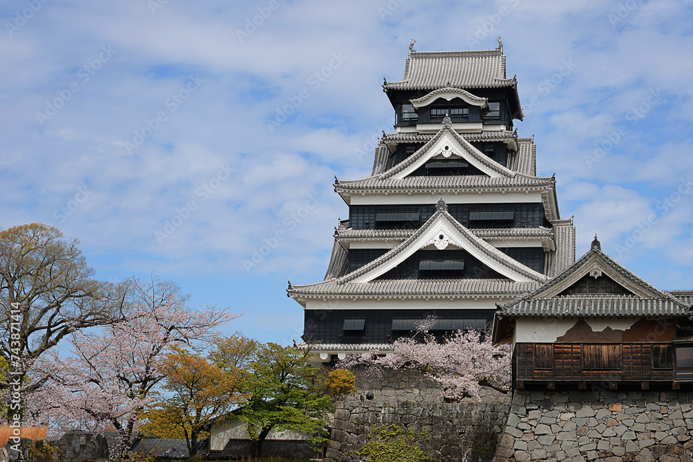 View of Japanese cherry blossoms blooming at Kumamoto Castle View of Japanese cherry blossoms blooming at Kumamoto Castle