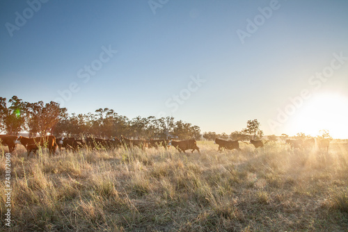 Distant herd of cattle run through grassy paddock at sunset photo