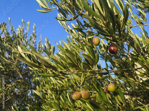 Riping olives on a tree in Bol, Brac, Croatia