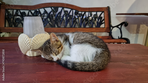 Obraz na płótnie Schlafende Katze auf Tisch mit Muscheln w salonie