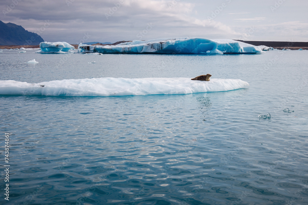 Obraz premium Icelandic glacial scenery, magnificent ice form, iceberg floating in the calm blue water. Unique nature sights and trip concepts.