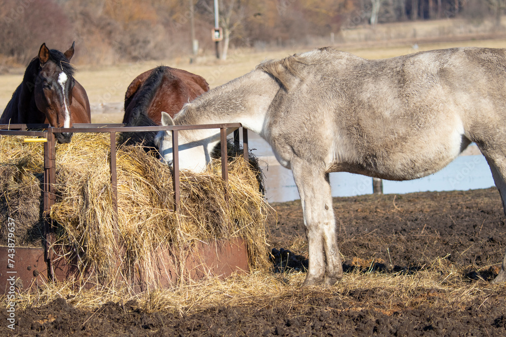 Horse in the outdoor