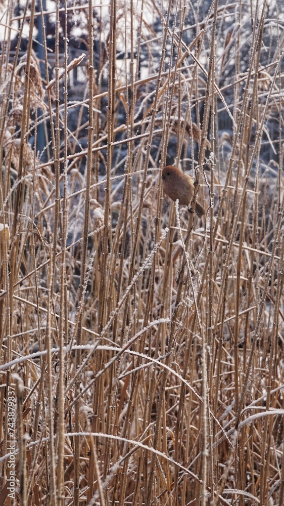 Fototapeta premium little birds sit on the yellow tall grass