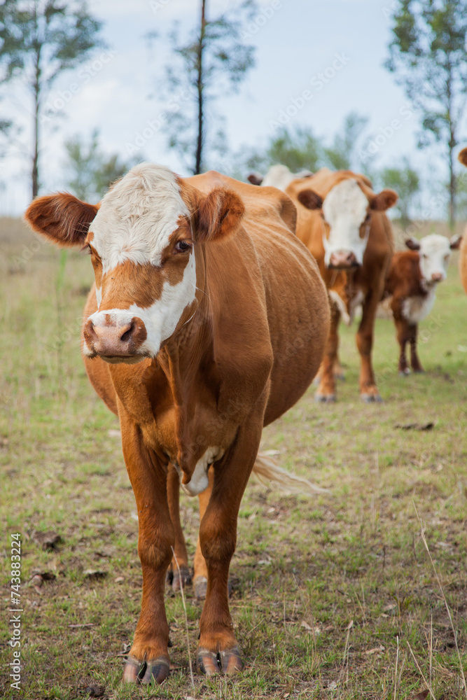 Brown and white cow in a dry paddock looking at camera Brown and white cow in a dry paddock looking at camera